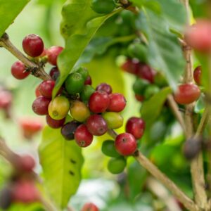 Introduction to Coffee